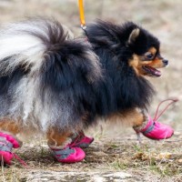 犬に『靴』を履かせるべき3つの瞬間　愛犬を守るための理由から慣れさせるコツまで