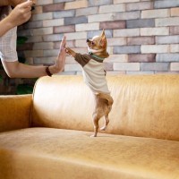 愛犬を『洋服好き』にするための3つのステップ　犬にとって洋服をポジティブなものにしよう！