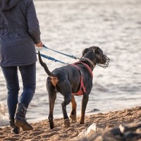 犬の『マズルガード』に対するネガティブな誤解を解こう！安全を守る役割から装着のコツまで