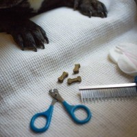 愛犬が爪切りを嫌がらない方法とは？苦手を克服するための工夫やポイントをご紹介