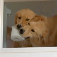 夫婦でテレビを見ていたら、小窓に映った2頭の大型犬→譲れない戦いと『まさかの展開』が20万再生「はねのけてるｗ」「自慢げで草」と爆笑