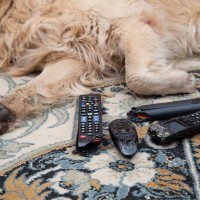 犬の飼い主が経験する『困りごと』4つ　愛犬との生活は大変なことも多い？対処法までご紹介