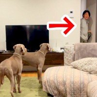 お散歩嫌いの大型犬兄弟→飼い主が『リードを持っていることに気付いた』瞬間…想定外すぎる展開が10万再生「散ったｗ」「面白過ぎ」と爆笑
