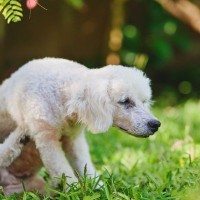 犬の『脂腺炎』とは｜主な原因や皮膚にあらわれる症状、治療法まで【獣医が解説】