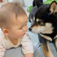赤ちゃんに『伏せ』を教える柴犬→まるで本当の妹のような光景が48万表示「似てきてて可愛い」「頼もしいお兄ちゃん」と絶賛