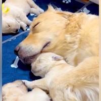 生まれたての赤ちゃん犬たちと母犬を観察していたら…あまりにも尊い『寝姿』に悶絶の声「天使だけが映っている…」「仕草たまらん」と5万いいね