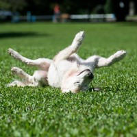 犬が散歩中に寝転んでしまう時の心理４つ　背中を擦り付ける理由や対処法をご紹介