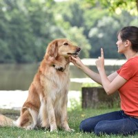 犬を『躾けるのが下手な人』がしている絶対NG行為5選　愛犬にとってトレーニングが逆効果となっている可能性も…
