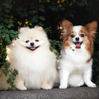 犬に『友達』はいたほうがいい？他の犬と仲良くなるためのコツや注意点をご紹介