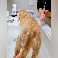洗面所で犬の足を洗おうと準備していたら、勝手に…まさかの『協力的すぎる光景』が101万再生「なんてお利口さん」「めっちゃくちゃ可愛い」