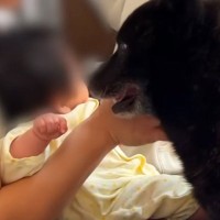 赤ちゃんの子守りをするパパ→大泣きしてしまったら、犬が心配して…尊すぎる『健気な行動』が3万再生「献身的で感動した」「深い家族愛」
