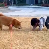 1歳の女の子が転んでしまった結果、犬が秒で駆けつけ…ピンチを察した後の『まさかの指導』が7万再生　想定外の対応に思わずほっこり