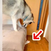 フローリング用ワイパーを『敵認定』する大型犬→可愛い反応と『まさかの結末』が43万再生「笑いをわかってる」「オチがｗ」海外から反響も