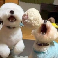 2匹の犬とボール遊びをしていたら…予想できない『ポンコツすぎるハプニング』が76万再生「事故後の表情に笑った」「何度も見ちゃうｗ」と爆笑