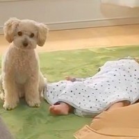 家事の最中、大泣きする赤ちゃんに我慢してもらっていたら…あまりにも尊い『犬が見守ってくれている光景』が422万再生「感動」「泣ける」