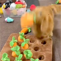 犬と『人参収穫ゲーム』をしてみた結果→まさかの『文句が止まらない光景』に爆笑「あらぶってて可愛すぎるｗ」「唸り声たまらん」と50万再生