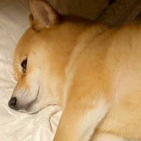 帰省してきたお姉ちゃんを驚かせた『犬の寝姿』→思った以上に『美しい姿勢』に3万7000いいね集まる「美脚で草」「ピーンってしてるｗ」