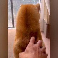 お父さんにマッサージをしてもらう犬→手を止めてみた結果…まさかの『クセの強い要求方法』が52万再生「あざとくてキュン」「表情最高」と悶絶
