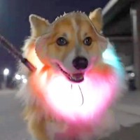 すれ違った親子に『あの犬お祭りみたい！』と言われ…思った以上にパレードな『可愛すぎるお散歩風景』に1万いいね「ぜひ遭遇したい」と絶賛