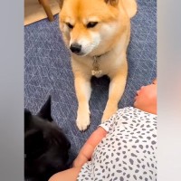 寝ている赤ちゃんを舐めようとするワンコ→近くにいた柴犬が…とんでもなく優しい『まさかの対応』が169万再生「静かにｗ」「任務お疲れ様」