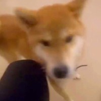 『飼い主や他の犬を噛んだ』と捨てられた犬を保護…涙腺崩壊級の『3ヶ月後の表情』が23万再生「全然違う」「なんて可愛らしい」と感動の声