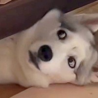 『大型の子犬』をお迎え→小型犬たちがビビってしまうかと思いきや…『想定外だった光景』が214万再生「気遣ってるの草」「目が泳いでるｗ」