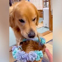 『ビールを持ってきて』と大型犬にお願いした結果→まるで人間のような『まさかの行動』が38万再生「賢すぎて言葉も出ない」「愛おしい」