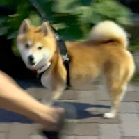 夫と散歩中の犬を『知らんぷりで通り過ぎてみた』結果…気付いた瞬間に見せた『想定以上の反応』が11万再生「目線が…」「嬉しいやつ」と絶賛