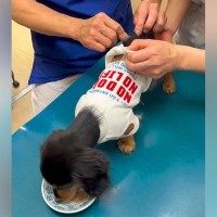 病院に注射を打ちに来た子犬→バレないよう『ご飯で誤魔化した』結果…コントのような『まさかの反応』が30万再生「今頃！？」「食欲がｗ」