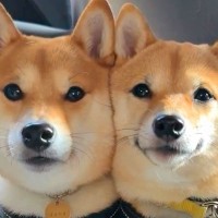 車でドライブ中、一緒に乗っていた犬2匹が…まさかの尊すぎる光景と『微笑ましい結末』が90万再生「ぎゅうぎゅうｗ」「挟まりたい」と悶絶