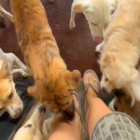 朝、寝坊したら『33匹の保護犬』が…とんでもなく愛おしい『わちゃわちゃな出待ち』が19万再生「小学校みたいｗ」「みんな必死で可愛い」