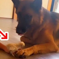 強面の大型犬が『小さなヒヨコ』と触れ合った結果…思っているのと違う『まさかの反応』が28万再生「優しくて賢い」「可愛すぎるｗ」と絶賛の声