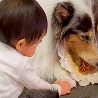赤ちゃんに『大好きなオヤツ』を取られた犬→絶対に怒らない『優しすぎる光景』に絶賛の声「安心して見ていられる」「偉いお姉さん」