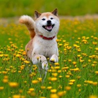 犬にとって危険な『春の野草』4選　散歩中に飼い主がすべき対策や注意点まで