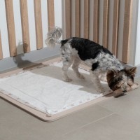 犬の『トイレ』絶対NGな環境5選　愛犬がストレスを感じたり問題行動を招くことも…