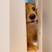 洗面所で準備をしていたら、犬が…まさかの『切なすぎる開けてアピール』が36万再生「声が…」「抱きしめたくなる」「胸が痛い」と反響