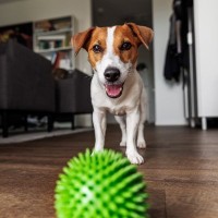 室内で飼っている犬に『絶対してはいけないNG行為』5選　飼い主の不注意で愛犬が亡くなる可能性も
