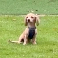 子犬がドッグランで迷子になった結果…不安そうに飼い主を探す姿と『見つけた瞬間の反応』に反響「ダッシュする姿可愛すぎる」と悶絶の声も