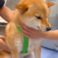 病院に『1年に1回の注射』をしにきた犬→診察台に上がった途端…応援せずにはいられない『ガッチガチな光景』が57万再生「緊張が伝わる」