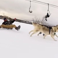 シベリア生まれの大型犬たちと『スキー場で遊んだ』結果…衝撃的な『事故が連発する光景』に22万再生の反響「パパ面白いｗｗ」「素敵な家族」