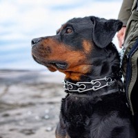 『怖いイメージがある犬種』5選…実は性格は正反対？それぞれの特徴や飼い方のコツとは