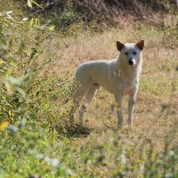 犬が『警戒』しているときに見せるサイン4つ　愛犬の不安を和らげるための対処法とは