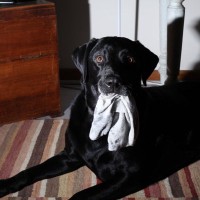 飼い主が勘違いしてしまう『犬の行動』8つ　愛犬の仕草の理由とは？注意点まで解説