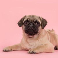 『吠えにくい犬種』４選　比較的静かな理由や穏やかな性格にするための適切なしつけ方法まで