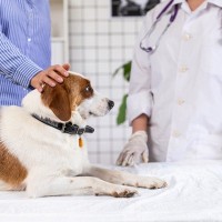 犬の健康診断でコレステロール・中性脂肪値が高かったらどうする？原因や治療法を獣医が解説