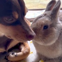 犬とウサギが一緒に暮らした結果…信じられないくらい『尊い光景』が27万再生の反響「仲良しなの可愛すぎる」「ほっこりした」と悶絶