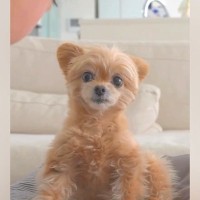 『おばあちゃんが来ます』と犬に伝えた結果→まさかの『ドタバタハプニング』が面白すぎると382万再生「可愛くて笑えたｗ」「嬉しさ伝わる」