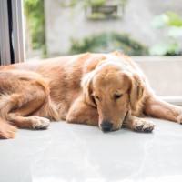 犬が飼い主と『目を合わせない』時の心理４つ　素っ気ない仕草の理由から取るべき対応まで
