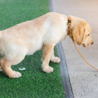犬の『膀胱炎』で現れる症状4つ　発症する原因や予防法、注意すべきことまで解説