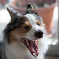 犬が『あくび』しているときの理由4つ　どんな心理が隠れているの？病気の可能性まで解説